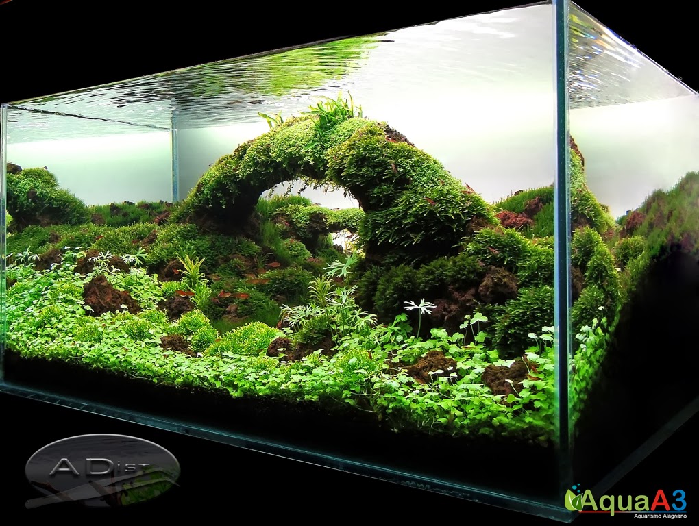 Aquascaping History of Owachomo