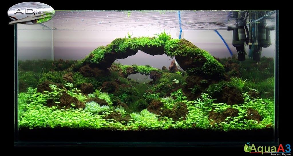 Aquascaping History of Owachomo