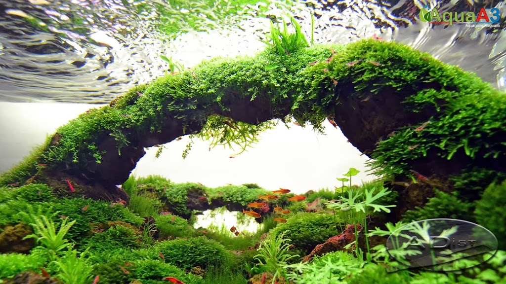 Aquascaping History of Owachomo