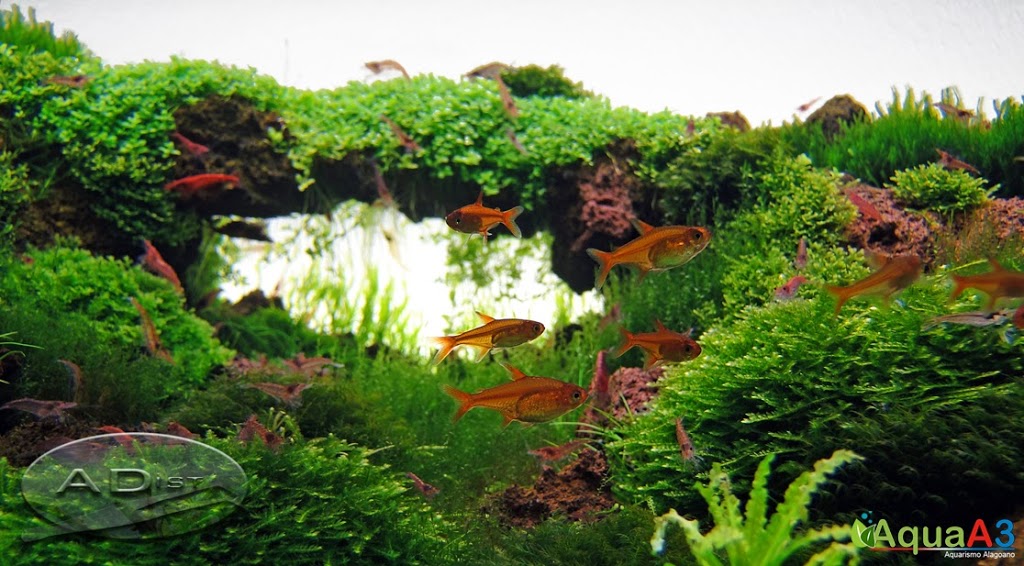 Aquascaping History of Owachomo