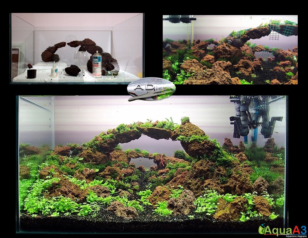 Aquascaping History of Owachomo