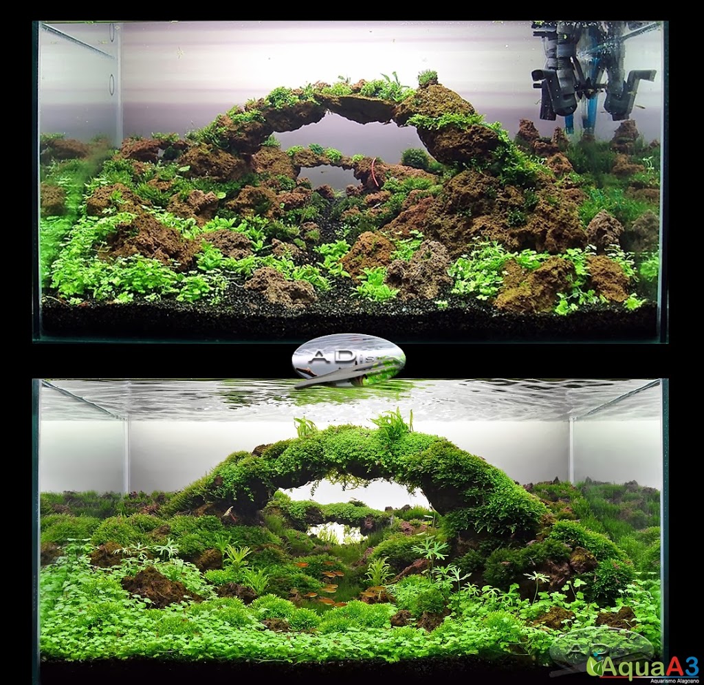 Aquascaping History of Owachomo