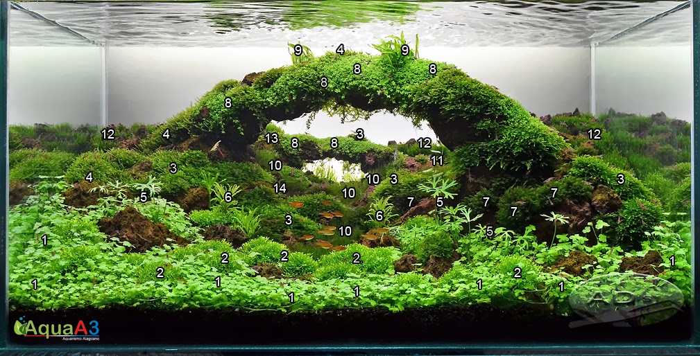 Aquascaping History of Owachomo