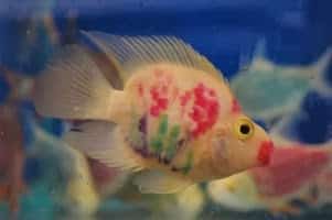 Peixes tingidos ou tatuados Peixes tingidos ou tatuados