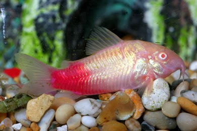 Peixes tingidos ou tatuados Peixes tingidos ou tatuados