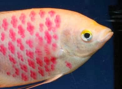 Peixes tingidos ou tatuados