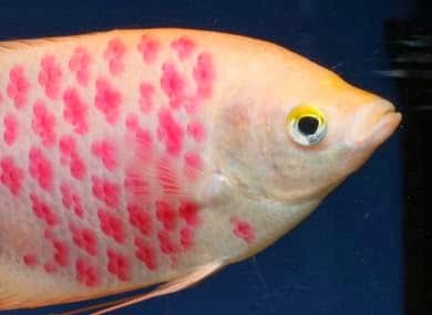 Peixes tingidos ou tatuados Peixes tingidos ou tatuados