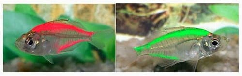 Peixes tingidos ou tatuados Peixes tingidos ou tatuados