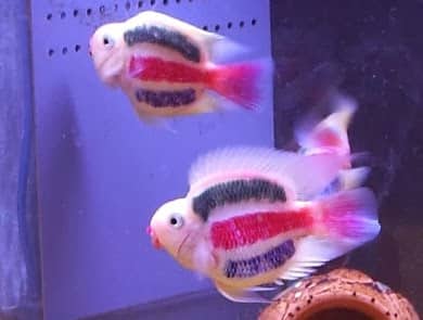 Peixes tingidos ou tatuados Peixes tingidos ou tatuados