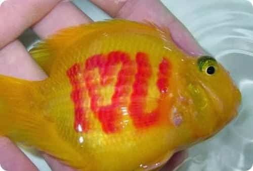 Peixes tingidos ou tatuados