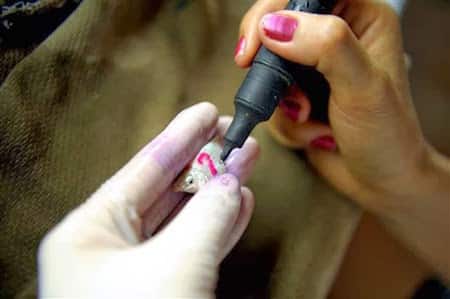 Peixes tingidos ou tatuados Peixes tingidos ou tatuados