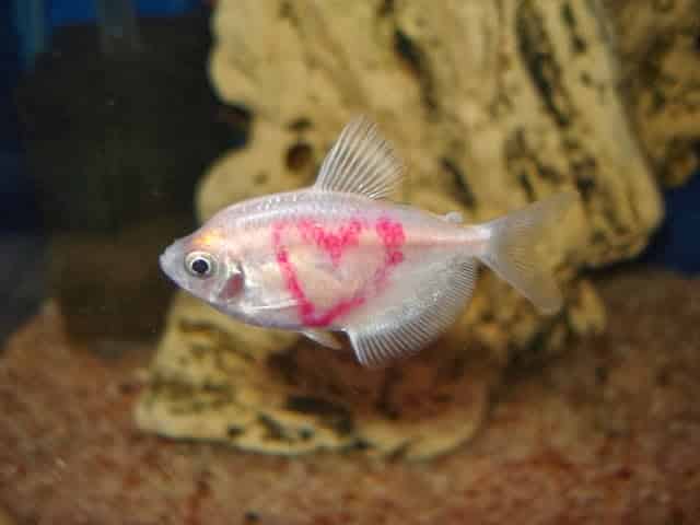 Peixes tingidos ou tatuados Peixes tingidos ou tatuados