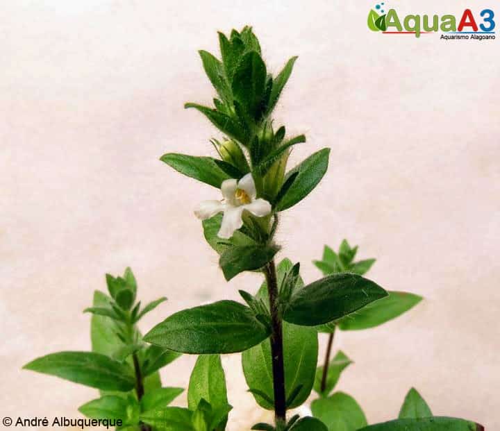 Staurogyne flor Staurogyne flor