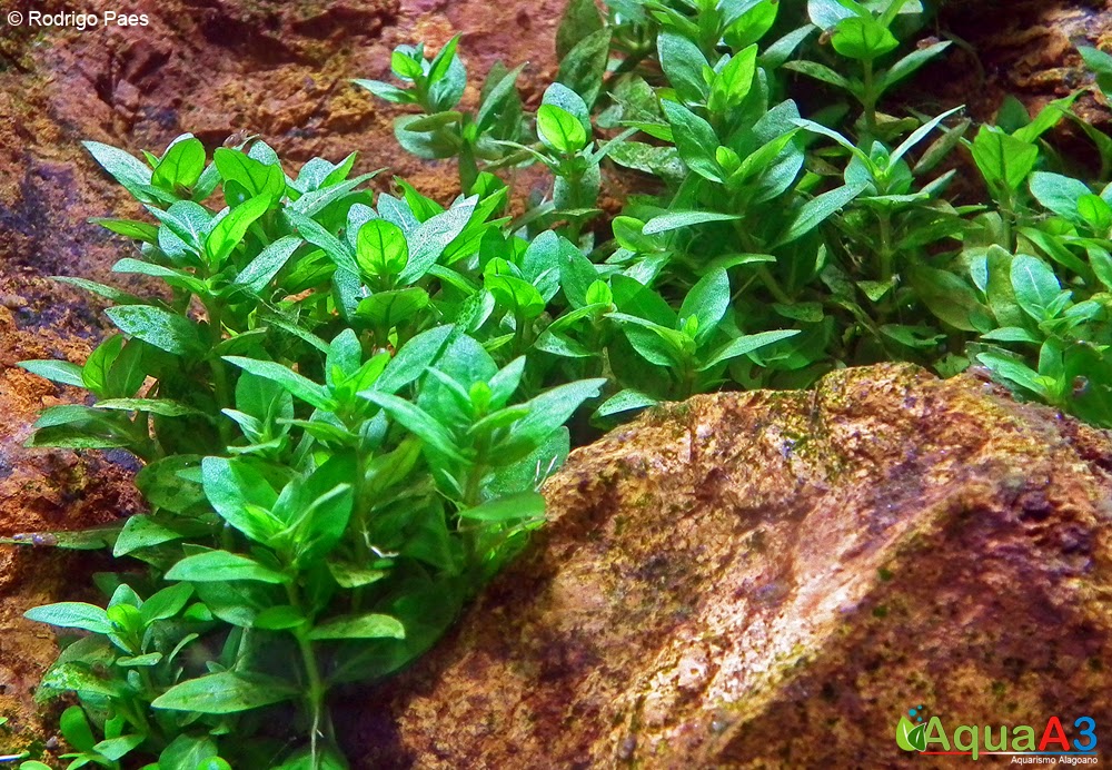 Staurogyne repens Staurogyne repens