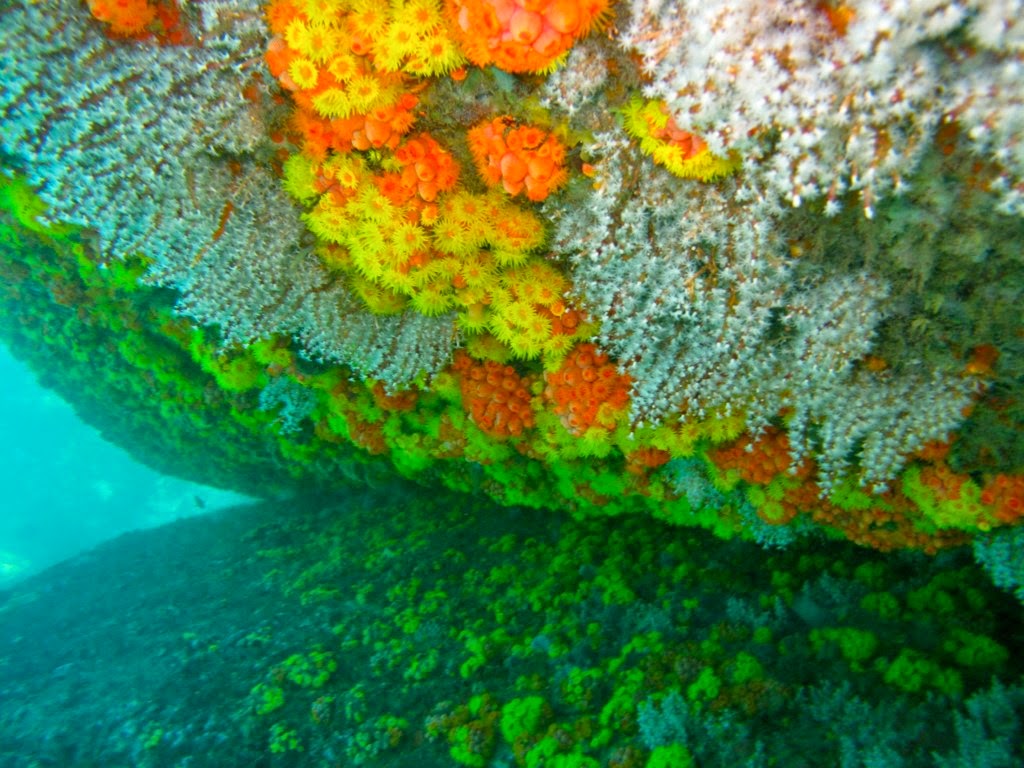 Coral-sol: Uma praga iminente.