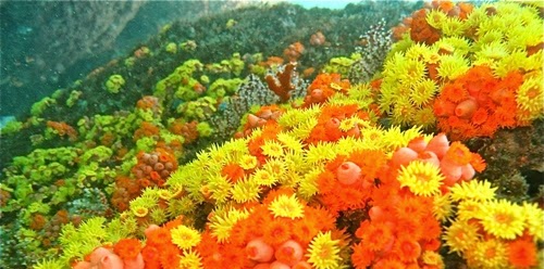Coral-sol: Uma praga iminente.