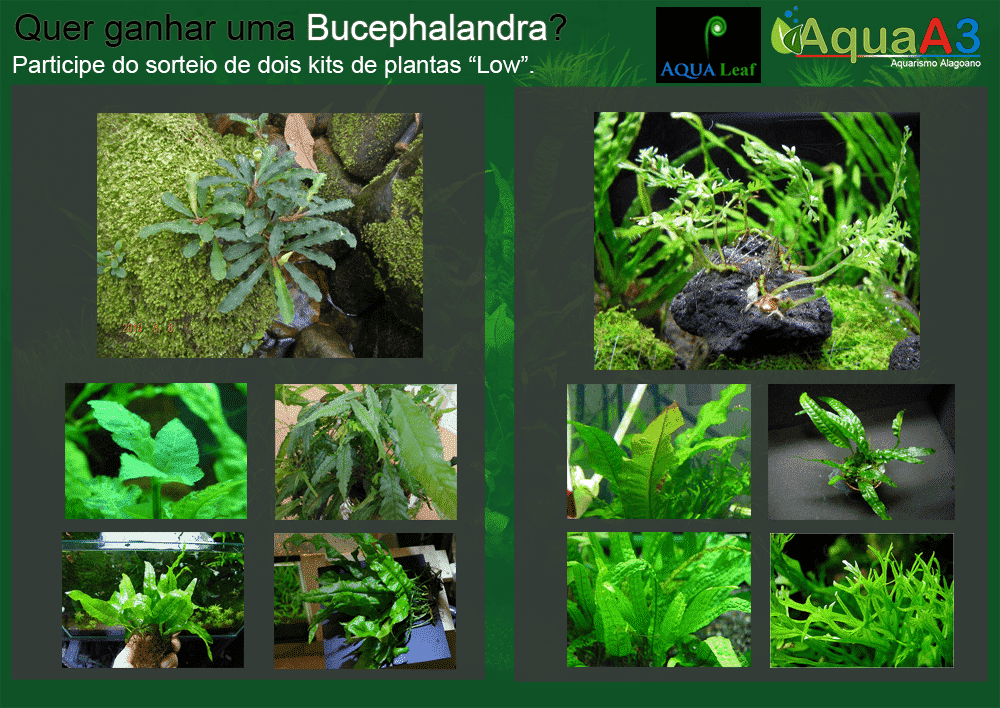 Sorteio de dois kits de plantas "low" com Bucephalandra. Sorteio de dois kits de plantas "low" com Bucephalandra.