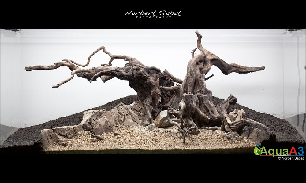 The Tree By Norbert Sabat