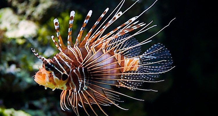 Pterois volitans by Christian Meh