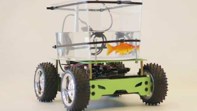 fish-car