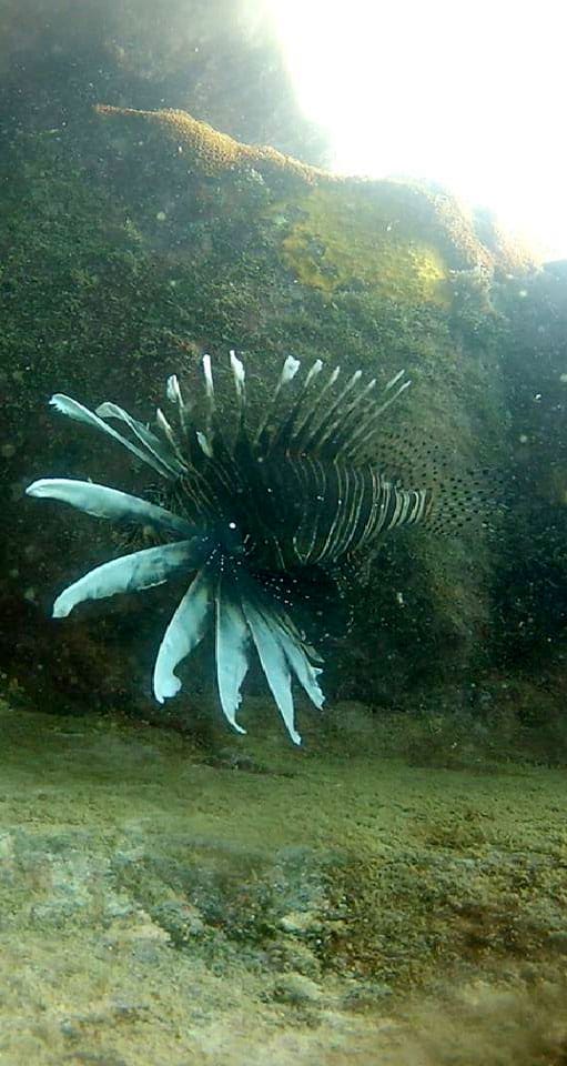 O venenoso Peixe-leão é encontrado no Brasil 