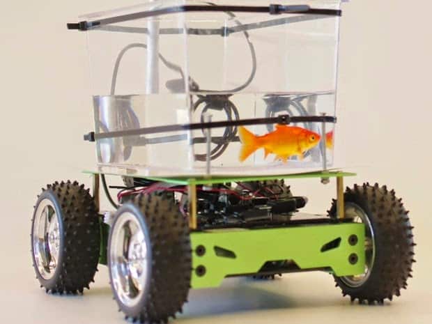 Peixe Japonês aprende a dirigir em aquário motorizado