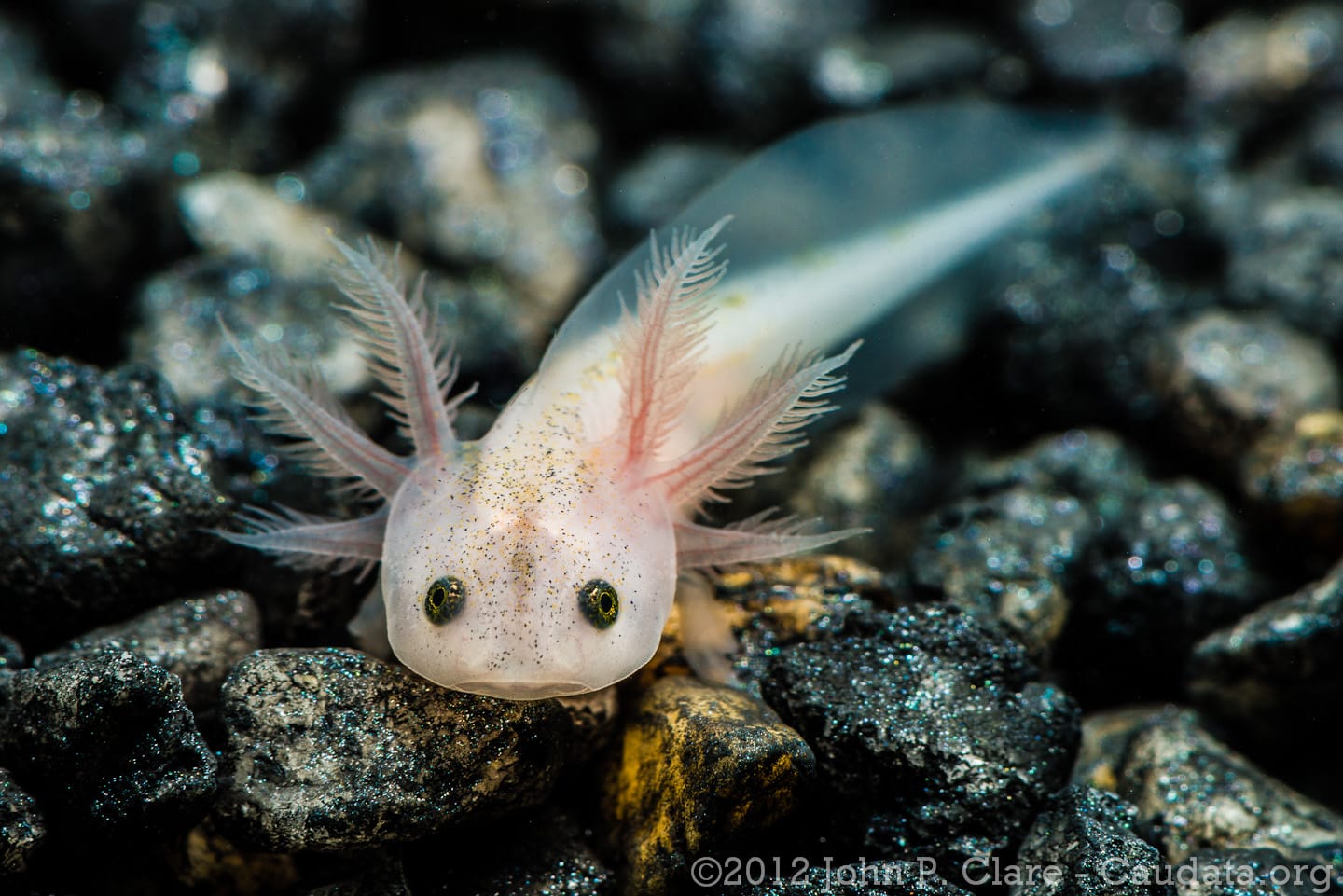 Axolote (Ambystoma mexicanum)