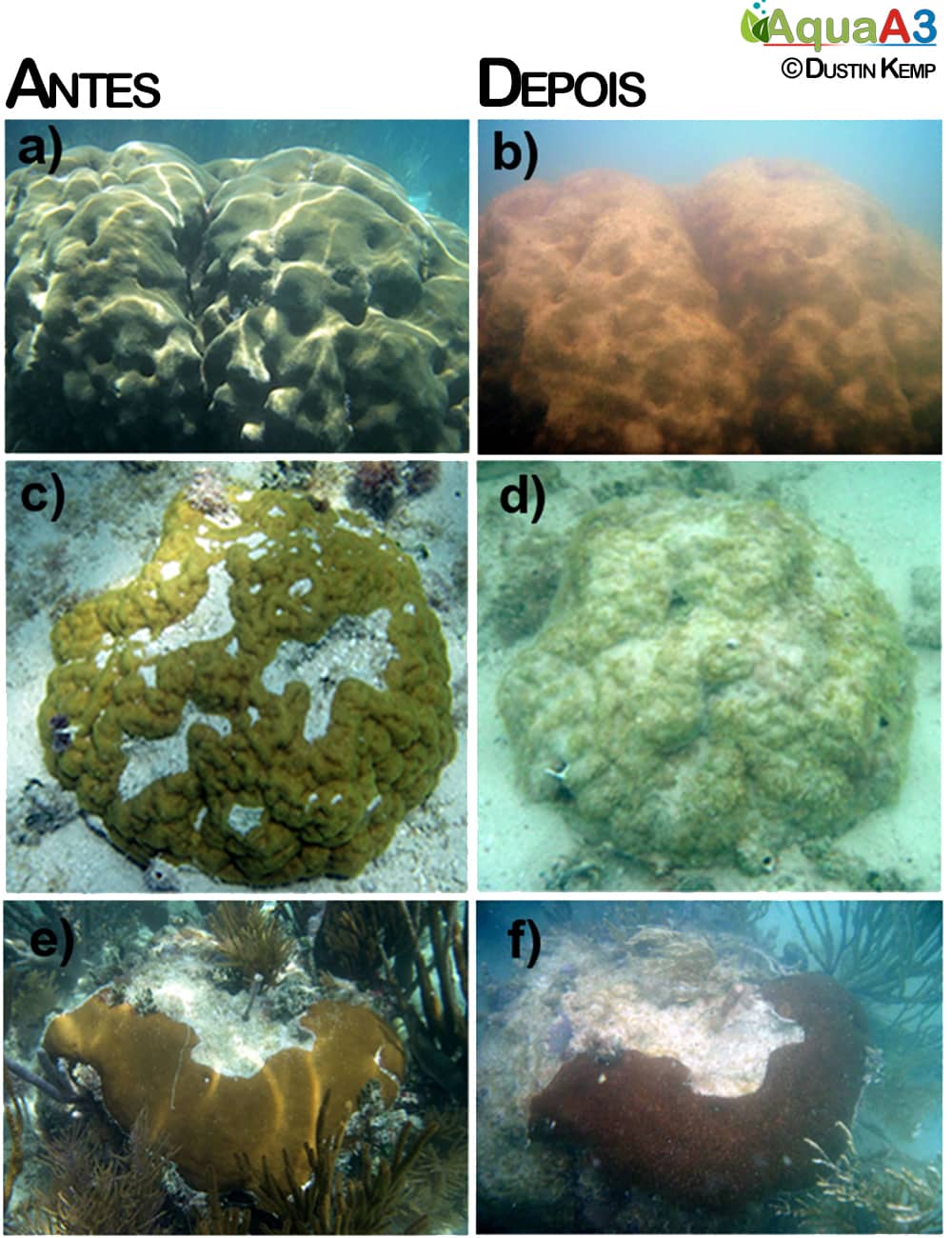 Aquecimento global corais marinhos