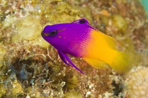 Gramma loreto Fairy basslet Belize