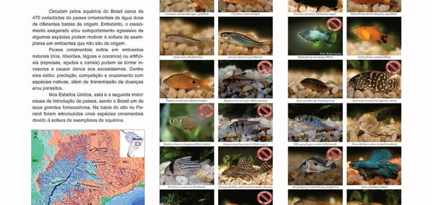 Download: Folder informativo sobre peixes introduzidos em habitat natural