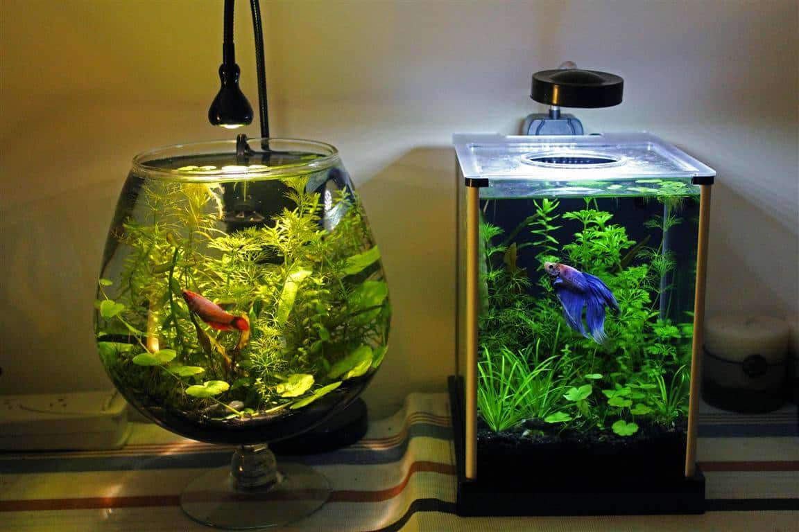 Plantado betta