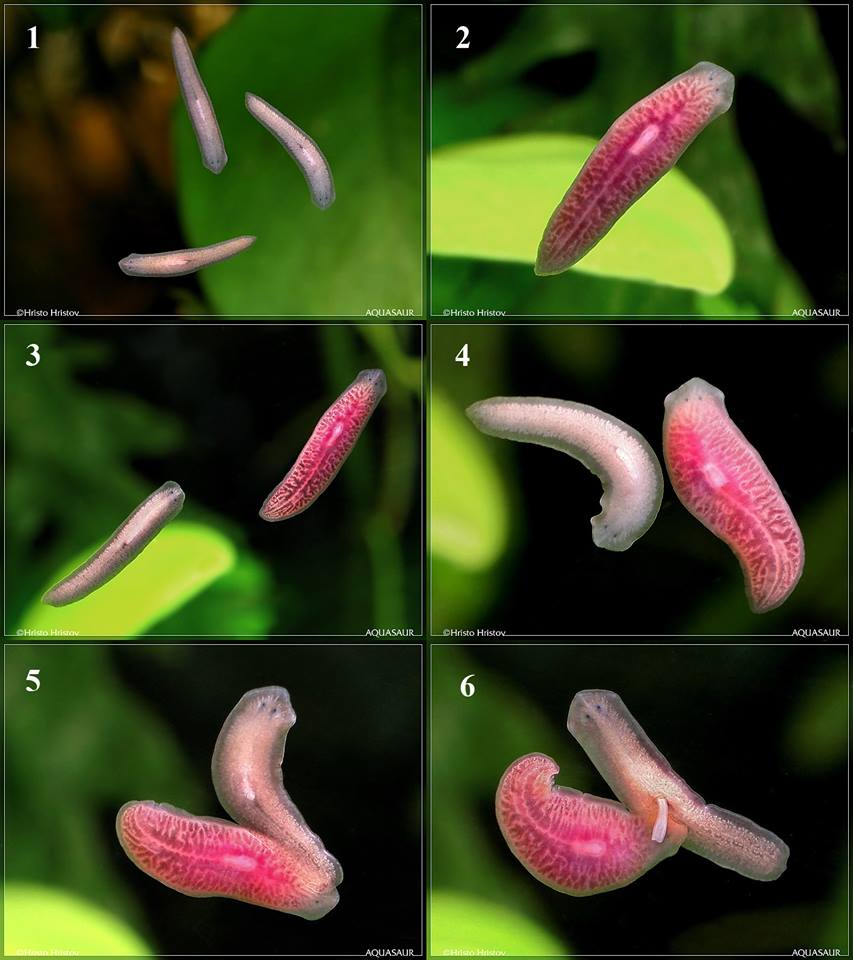 Reprodução Planária