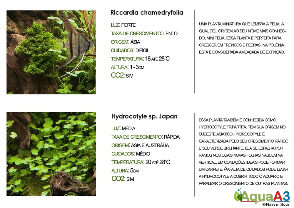 Riccardia e Hydrocotyle