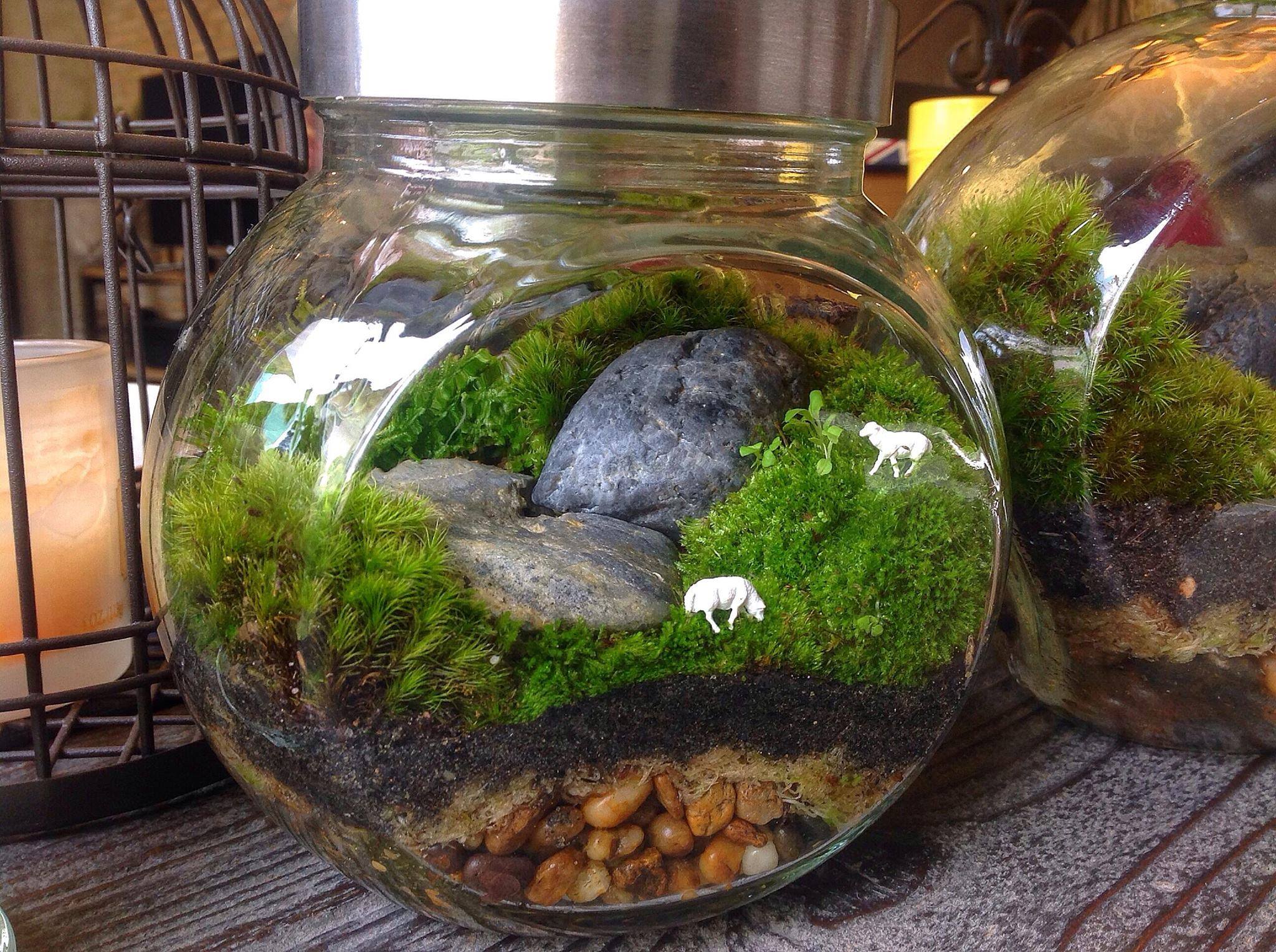 Terrarium Scene