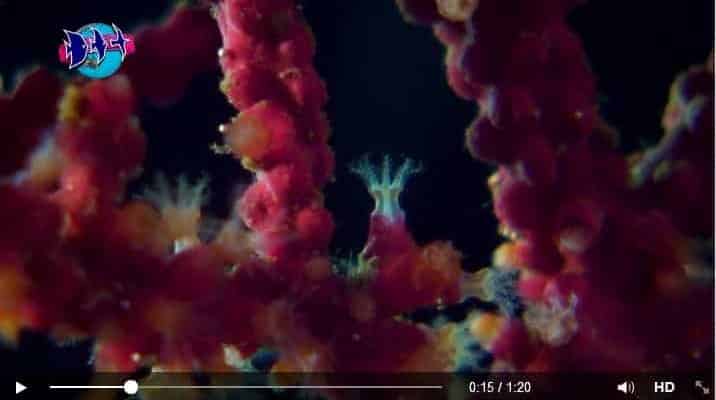 Vídeo A perfeição da vida marinha em 1 minuto