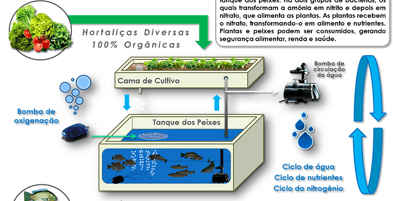 Vídeo Aquaponia Criação de peixes integrada ao cultivo de vegetais