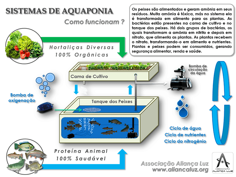 Vídeo Aquaponia Criação de peixes integrada ao cultivo de vegetais