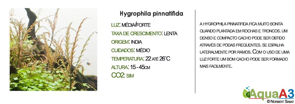 hygrophila pinnatifida