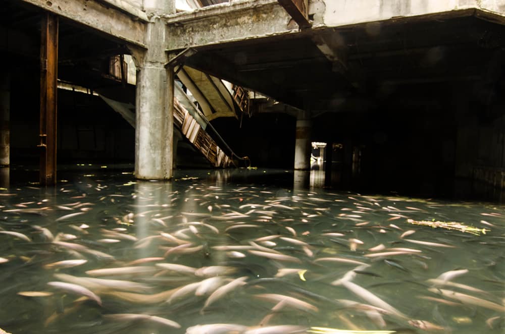 inundação no shopping vira santuário de peixes na Tailândia 3