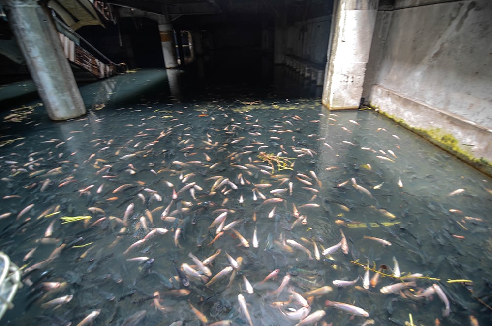 inundação no shopping vira santuário de peixes na Tailândia 4