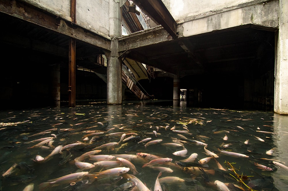 inundação no shopping vira santuário de peixes na Tailândia
