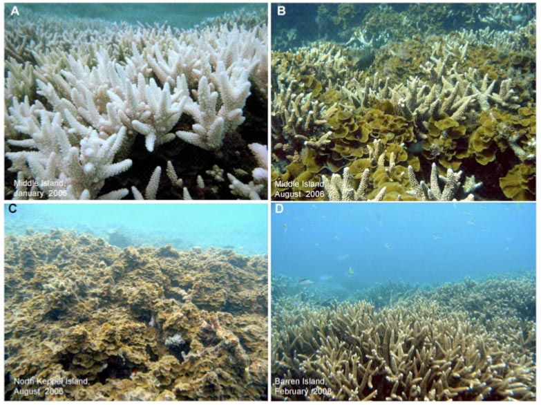 Alerta: O Aquecimento global danifica corais vitais, diz ONU.