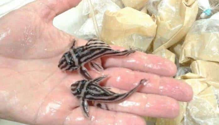 161 peixes Cascudos Zebra apreendidos em Aeroporto