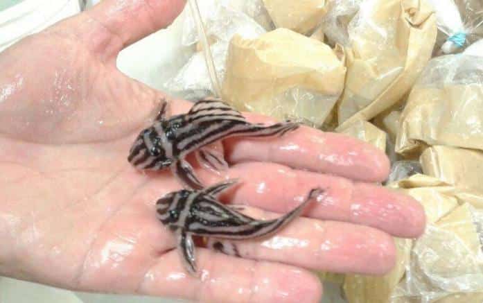 161 peixes Cascudos Zebra apreendidos em Aeroporto