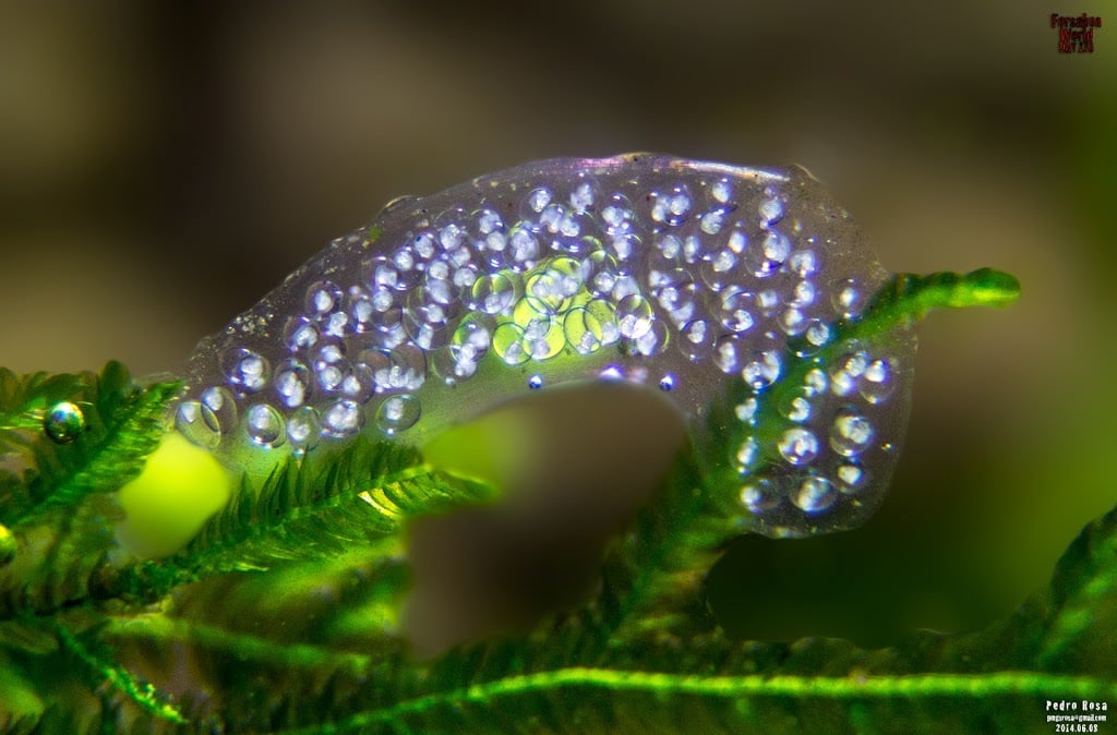 Caramujo Physa ovos