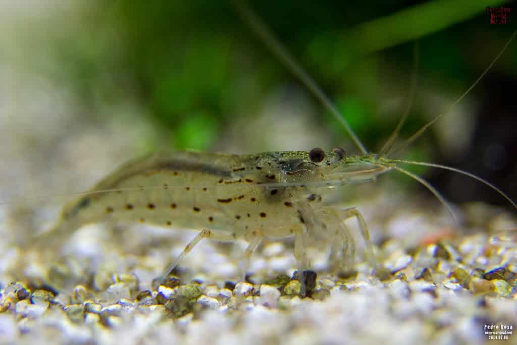 Caridina Japonica