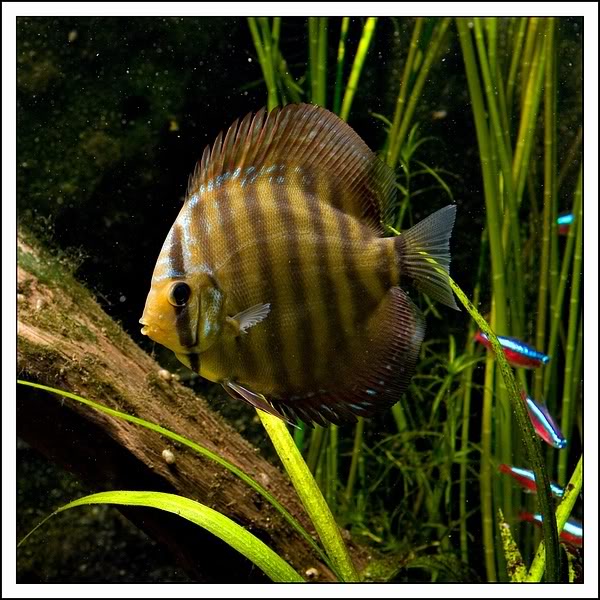 50 Evolução Symphysodon aequifasciatus - Peixe Disco