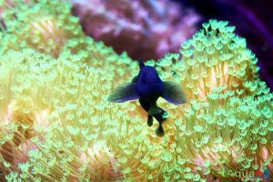 Black Clown Goby (Gobiodon strangulatus)