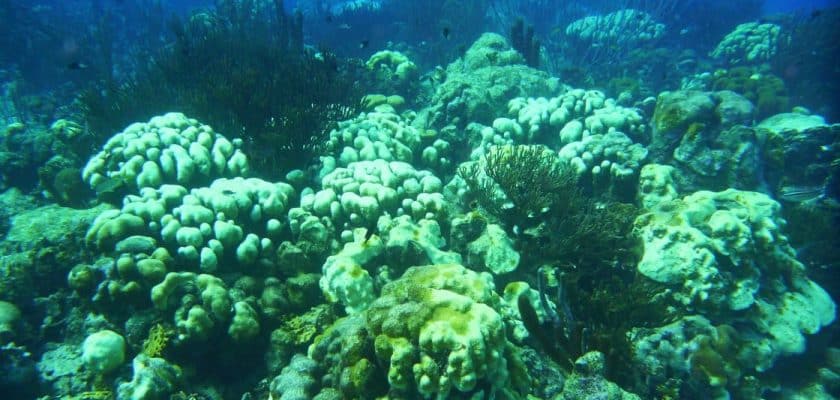 Corais no Caribe podem desaparecer em 20 anos