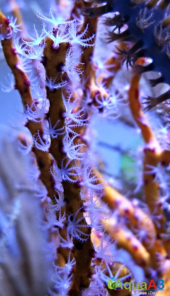 Coral Yellow Finger Gorgonian